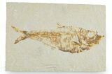 Detailed Fossil Fish (Diplomystus) - Wyoming #357676-1